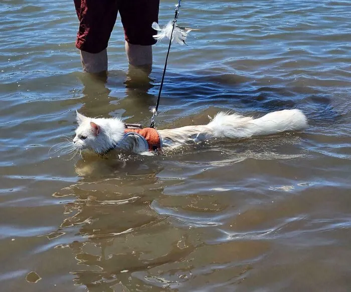 Take A Look At This Action Shot My Mom Sent Of Her Cat Swimming For The First Time