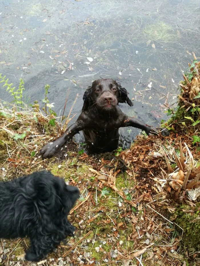 My Dog Climbing Out A Lake