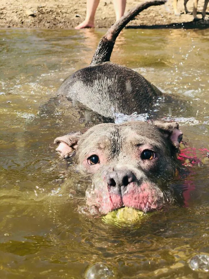 This Is My Velvet Hippo And This Is Her First Time Really Swimming
