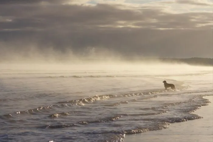 My Dads Dog Enjoying The Steaming North Sea