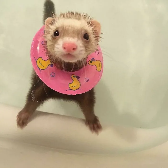About To Go For A Dip