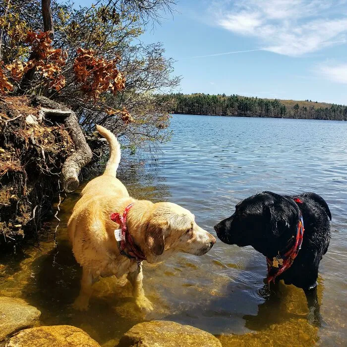 Four-Pawed Geriatric Hiking Club's First Dip Of The Year. 11 & 10 Years Young
