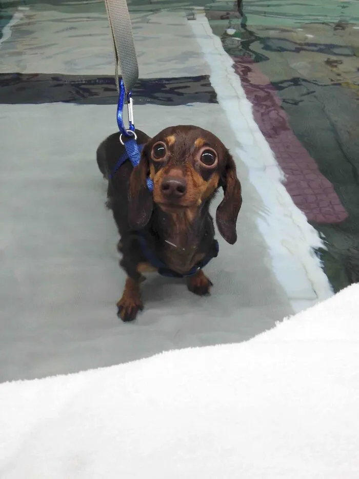 I Work As A Canine Physical Therapist, Meet Meatball, Here For Her Weekly Swim Therapy