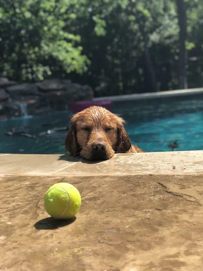 Someone Is Tired From Swimming All Day