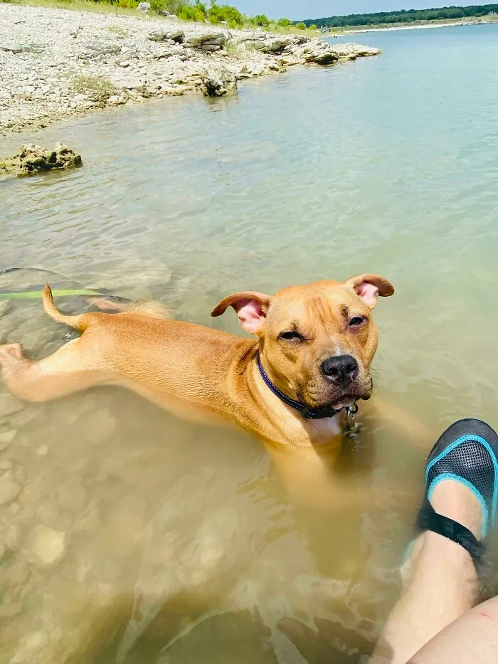First Swim. Hated It For The First Hour And Screeched In Protest At Me Swimming. Now Look At Her
