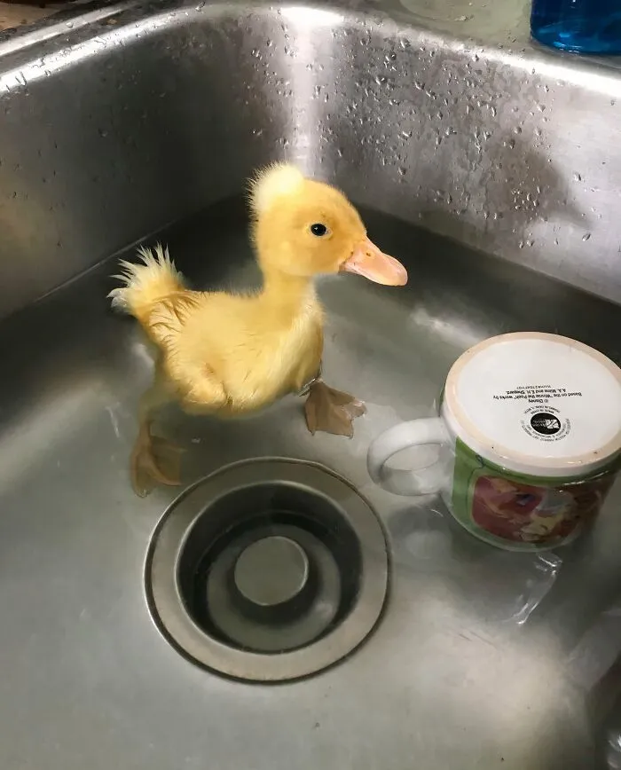 This Is Einstein’s First Swim