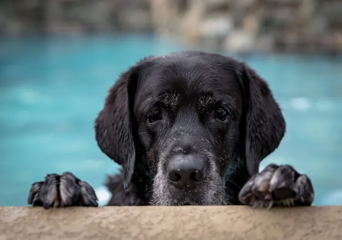 Might Be 12 Years Old But My Black Lab Still Loves To Jump Into The Pool And Swim After The Ball