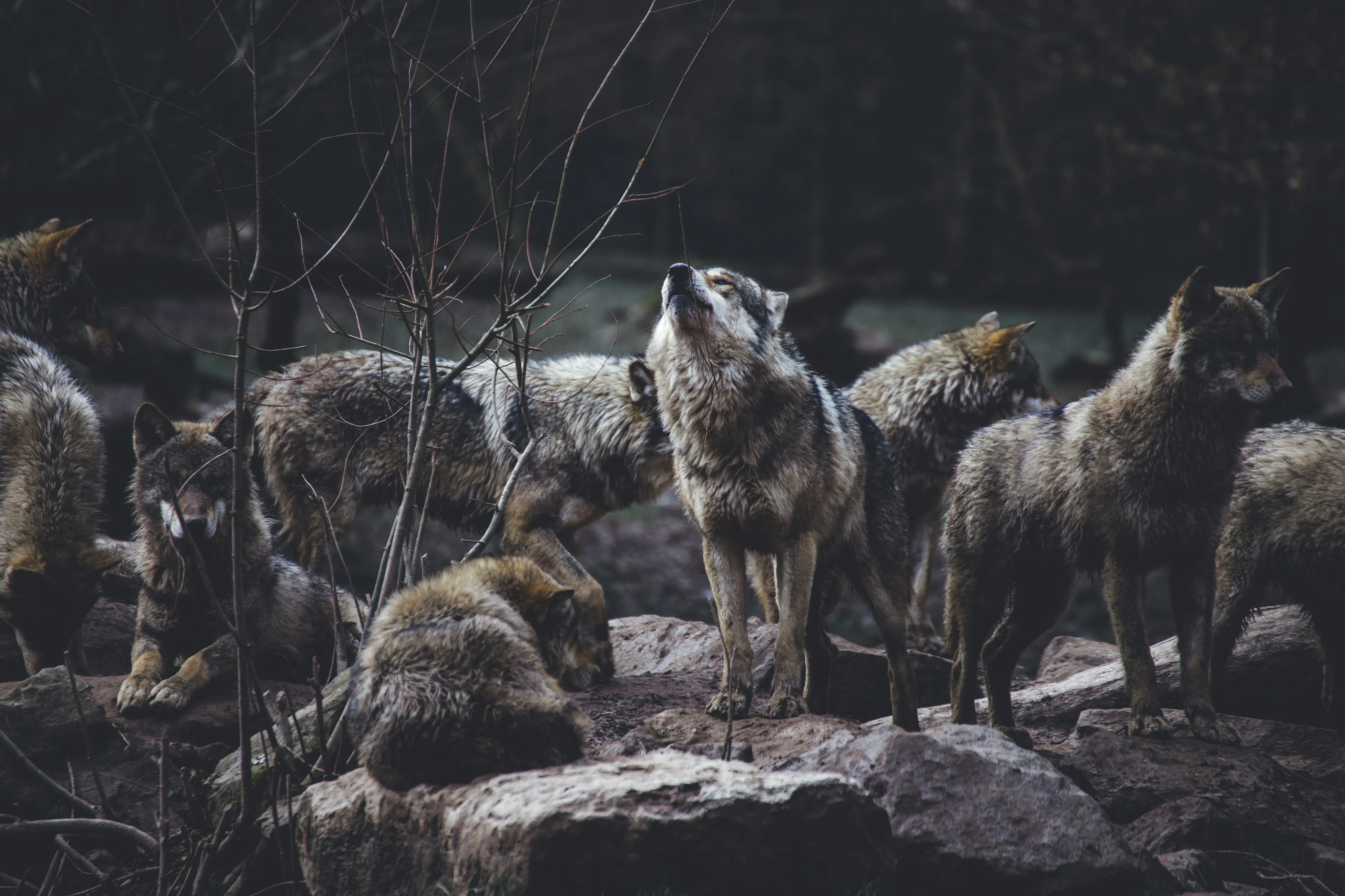 A group of wolves gathered on rocky terrain in a dark forest setting, highlighting a wolf pack behavior scene.