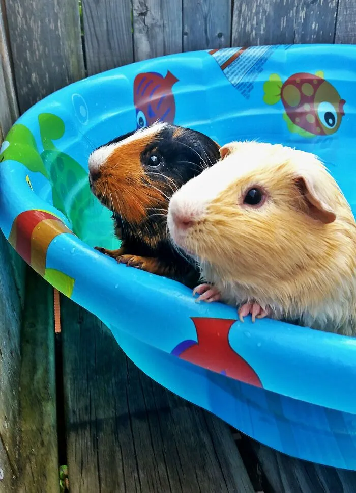 Swimming Piggies Norman And Apollo
