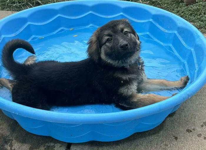Our Little Prince, Taking His First Dip In A The Pool To Cool Down This Summer After Playing With The Big Boys