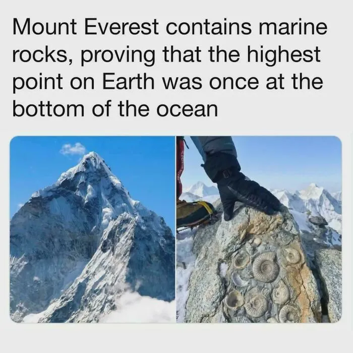 Did You Know??