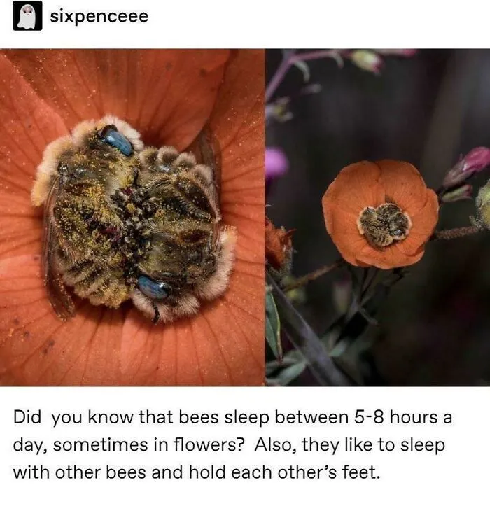 Bees Sleep Holding Each Other’s Feet :’)