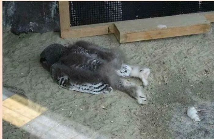 Juvenile Snow Owls Often Sleep Face Down As Their Heads Are Too Heavy To Sleep Perched