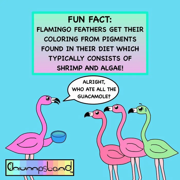 Fun Fact: Flamingo Feathers Get Their Coloring From Pigments Found In Their Diet Which Typically Consists Of Shrimp And Algae!