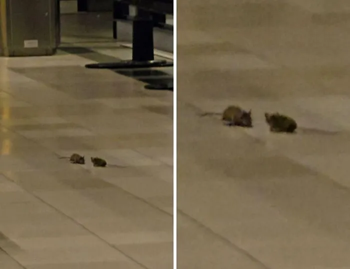 Mice In The Departures Zone At Schipol Airport
