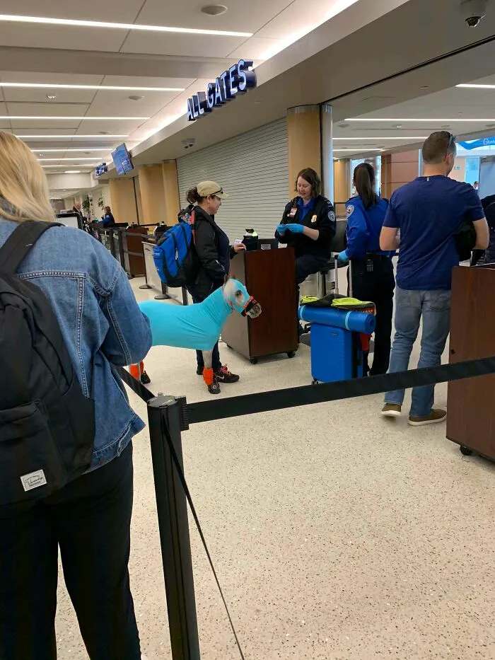 My Friend Just Sent Me This Pic Of Someone’s Support Animal From The Airport