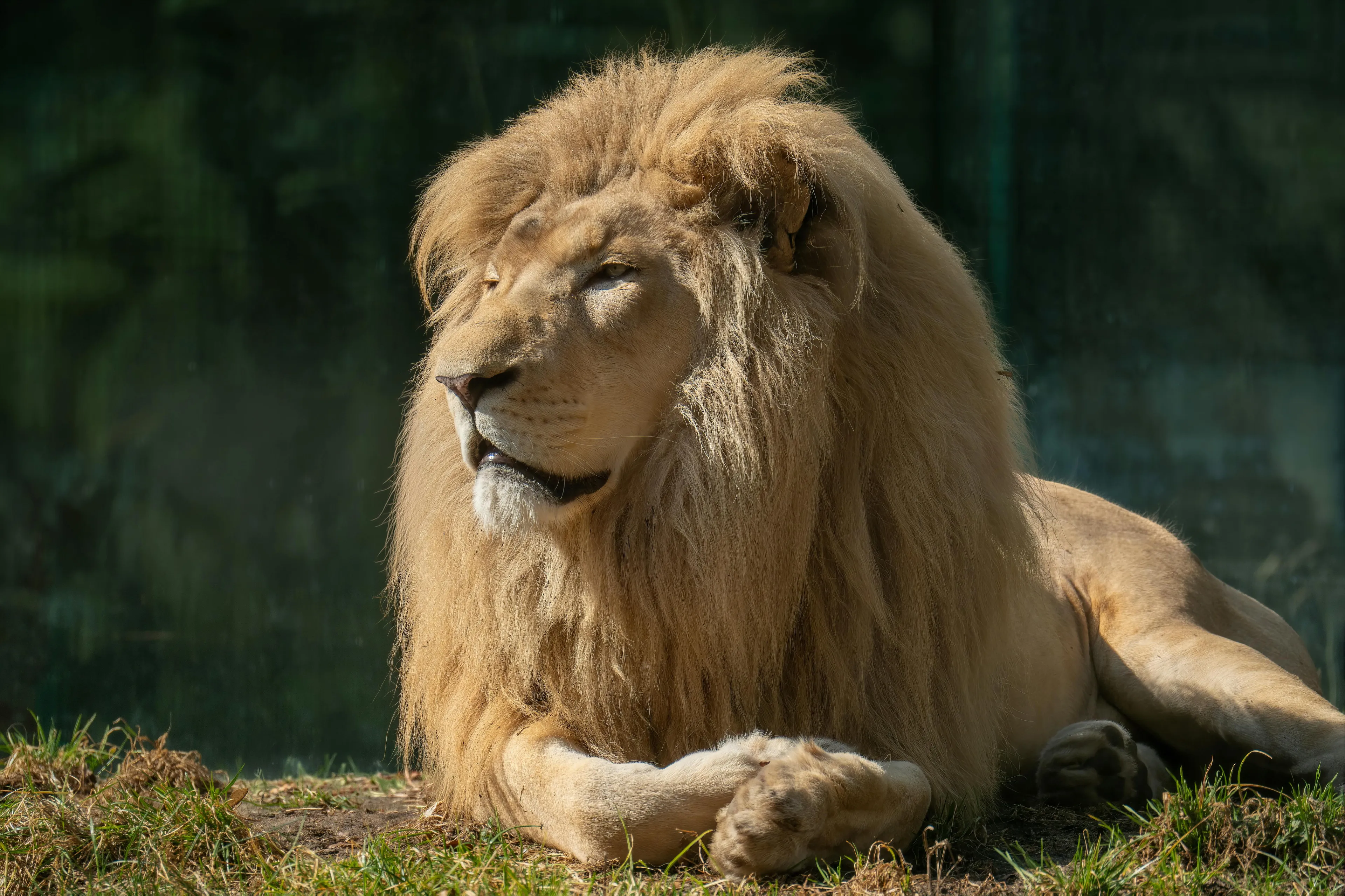 Male lion resting on the ground in sunlight, an example of an animal that only eats meat called a carnivore.