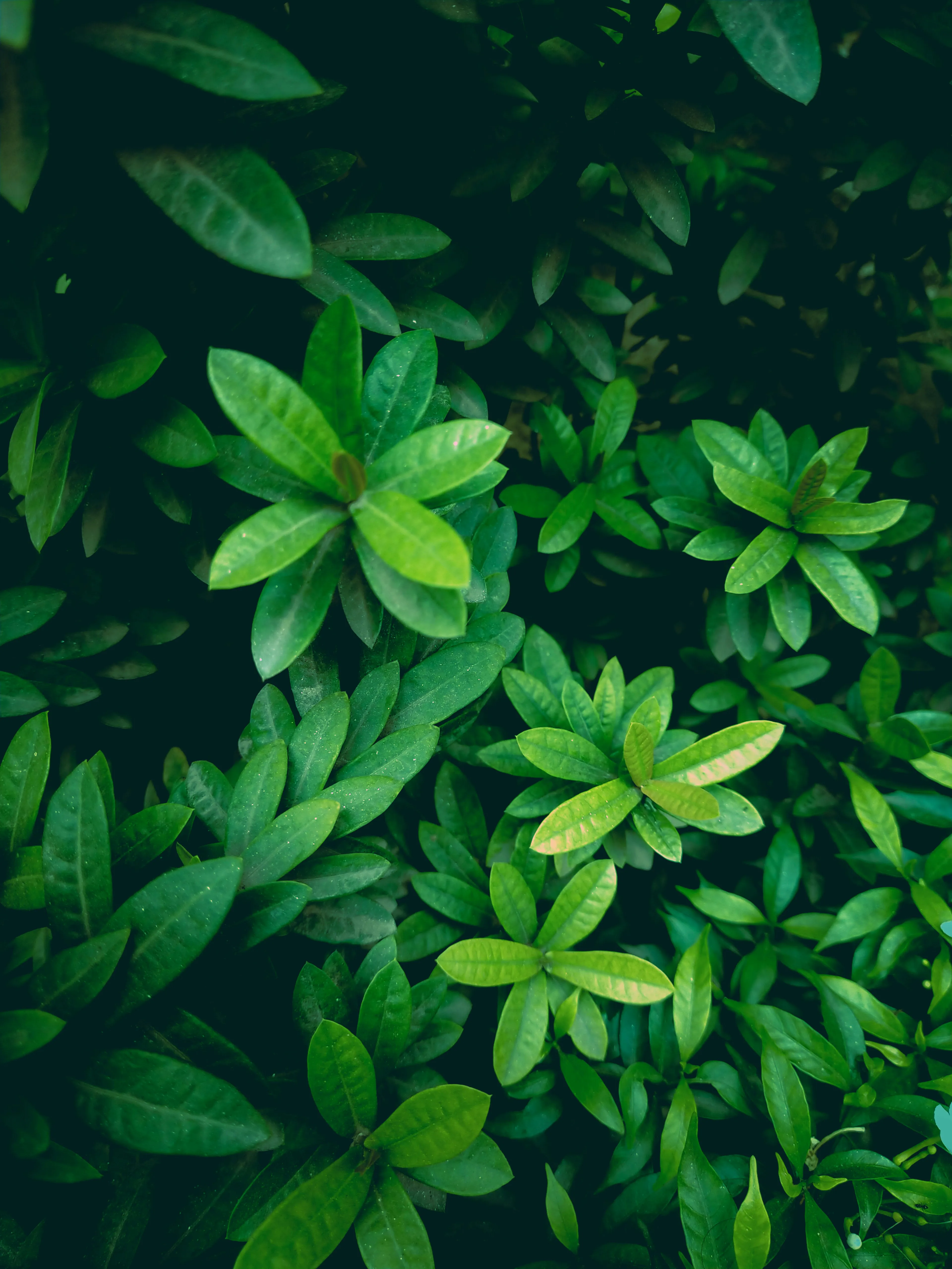 Dense green leaves of plants illustrating the process by which plants make their own food through photosynthesis.