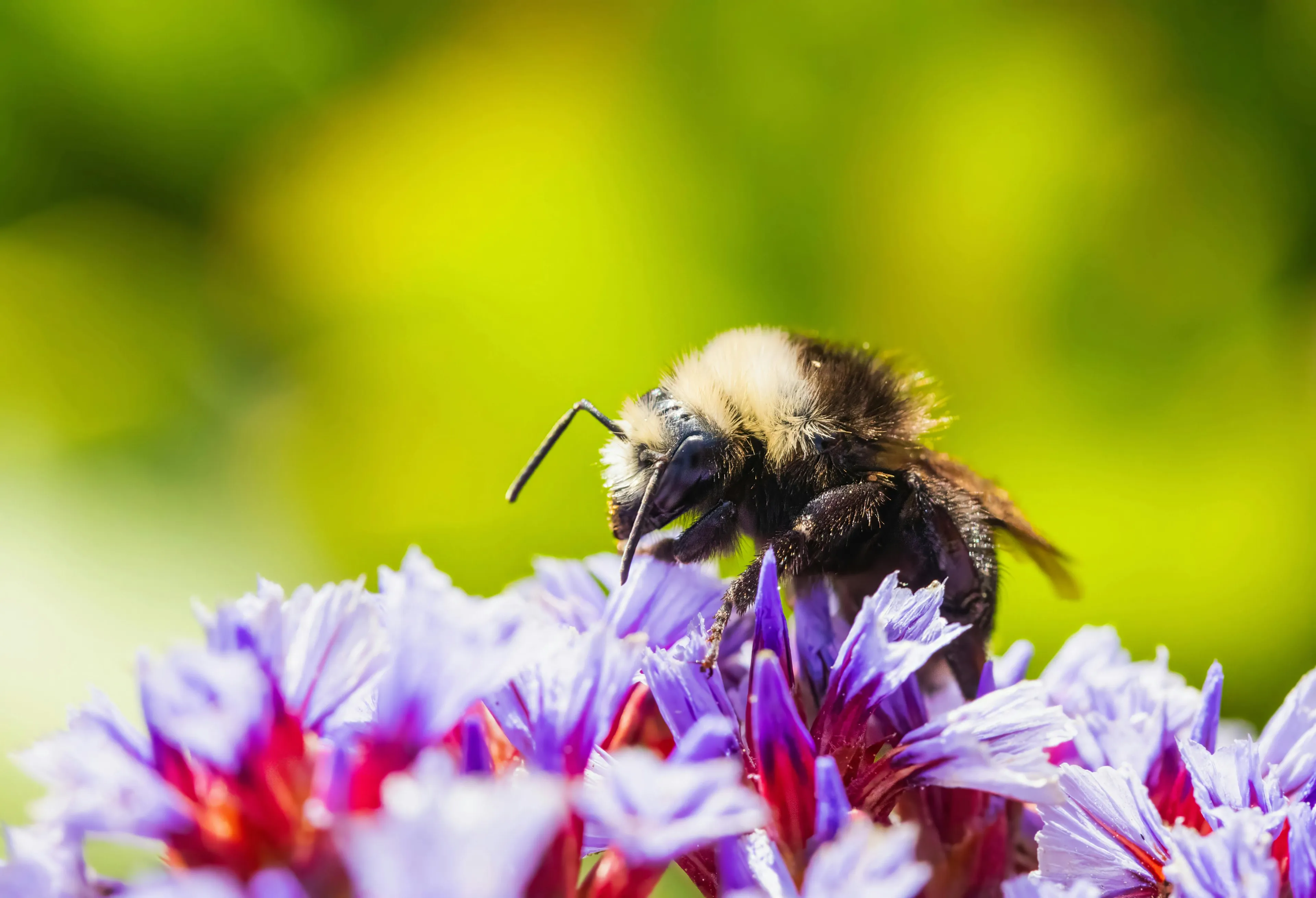 Bee collecting pollen from vibrant purple and red flowers with a bright green blurred background in nature.