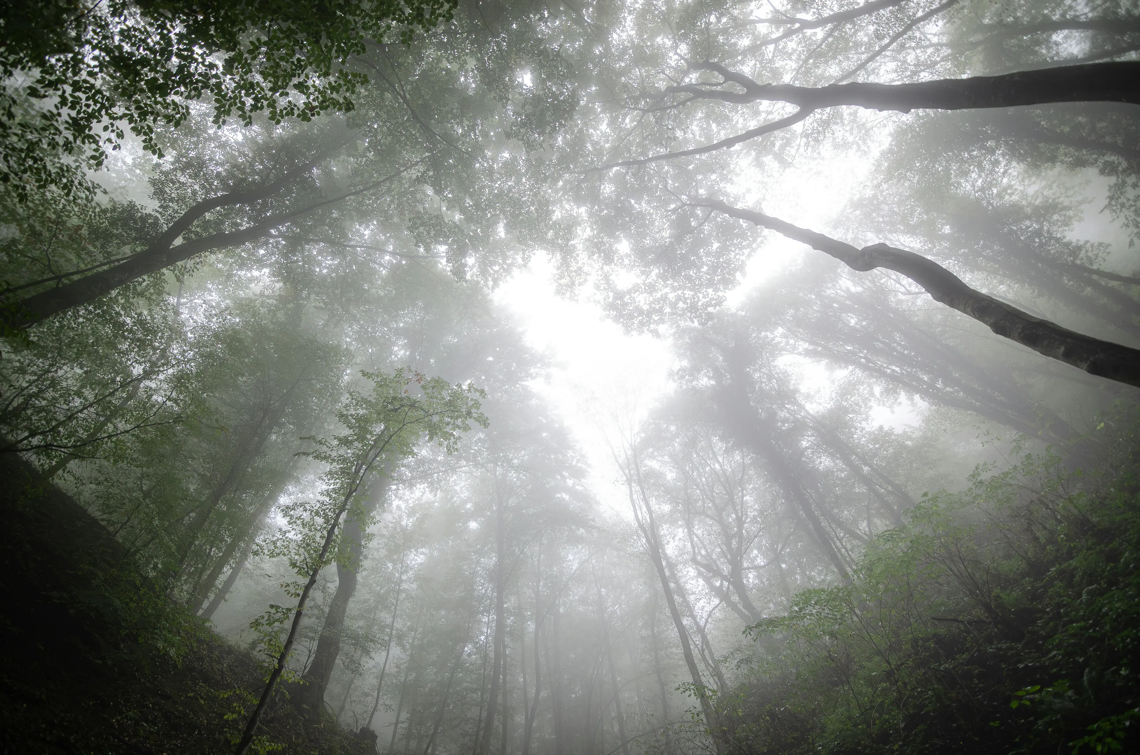 Foggy forest scene with tall trees and diffused sunlight, illustrating the atmosphere's most abundant gas in nature.