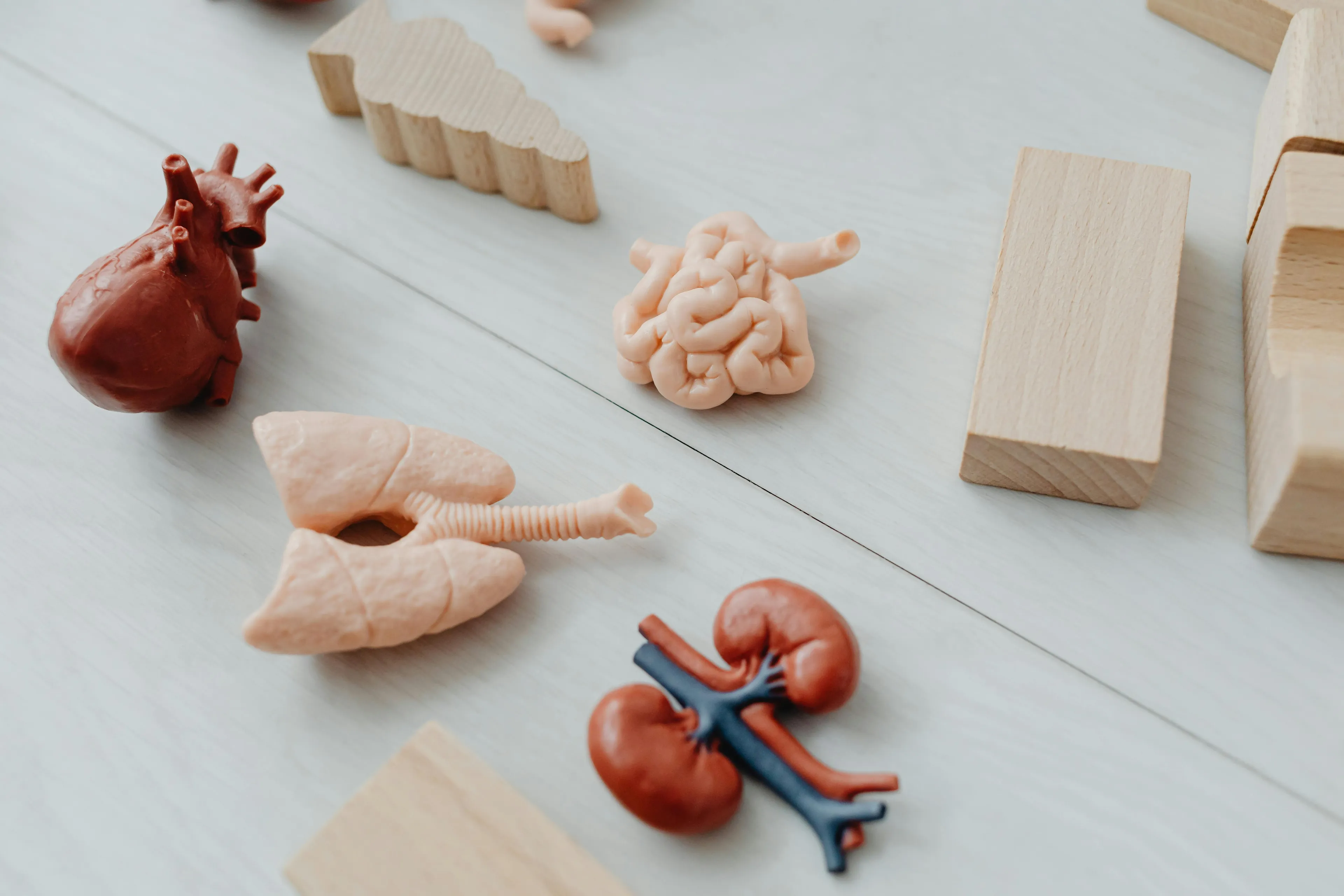 Various human body internal organ models including heart, lungs, intestines, and kidneys on a light wooden surface.