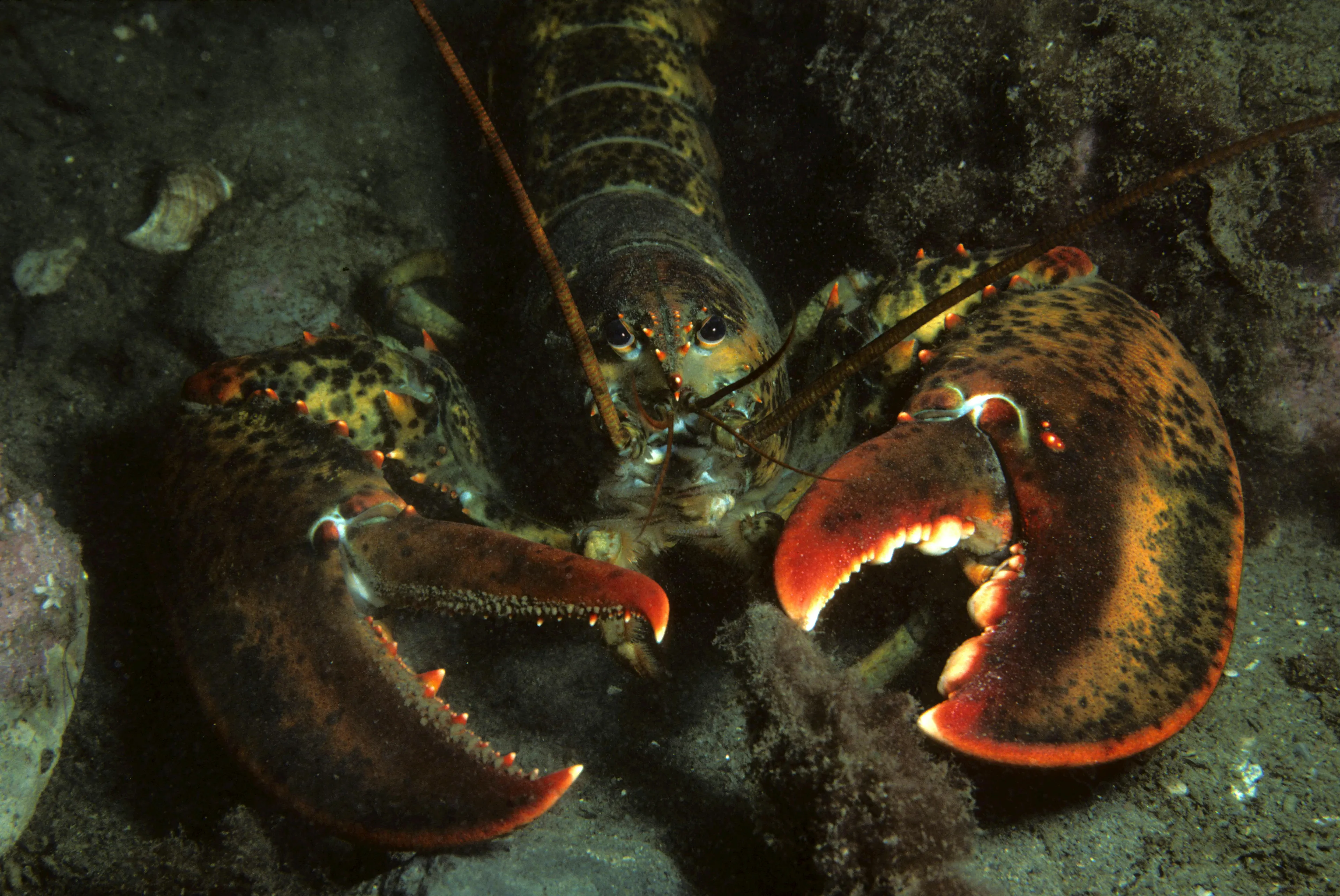 Lobster showing its exoskeleton underwater, illustrating the type of skeleton found outside a body in science trivia.