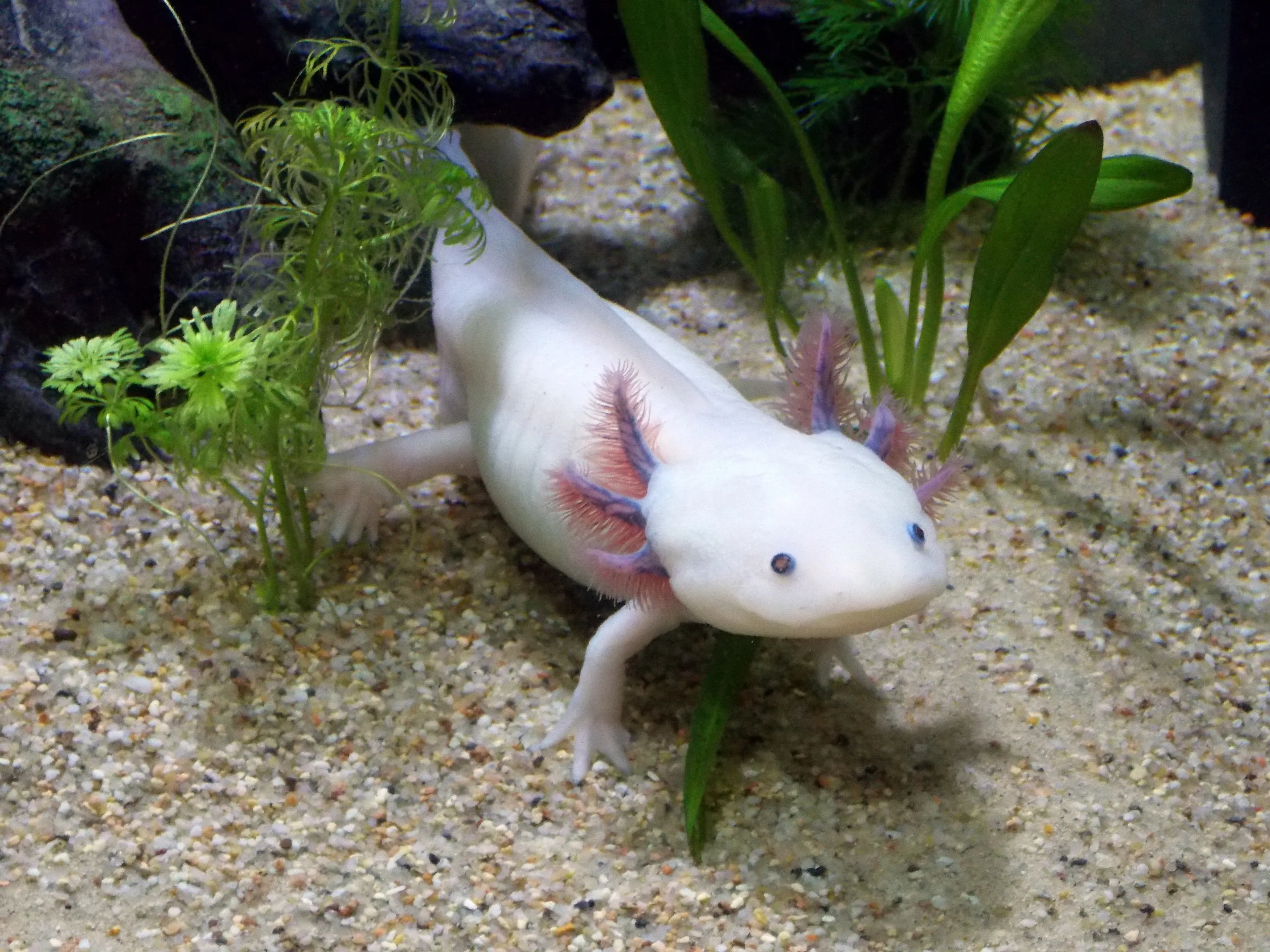 Axolotl amphibian in an aquarium, an animal that lives both on land and in water with external gills and four legs.