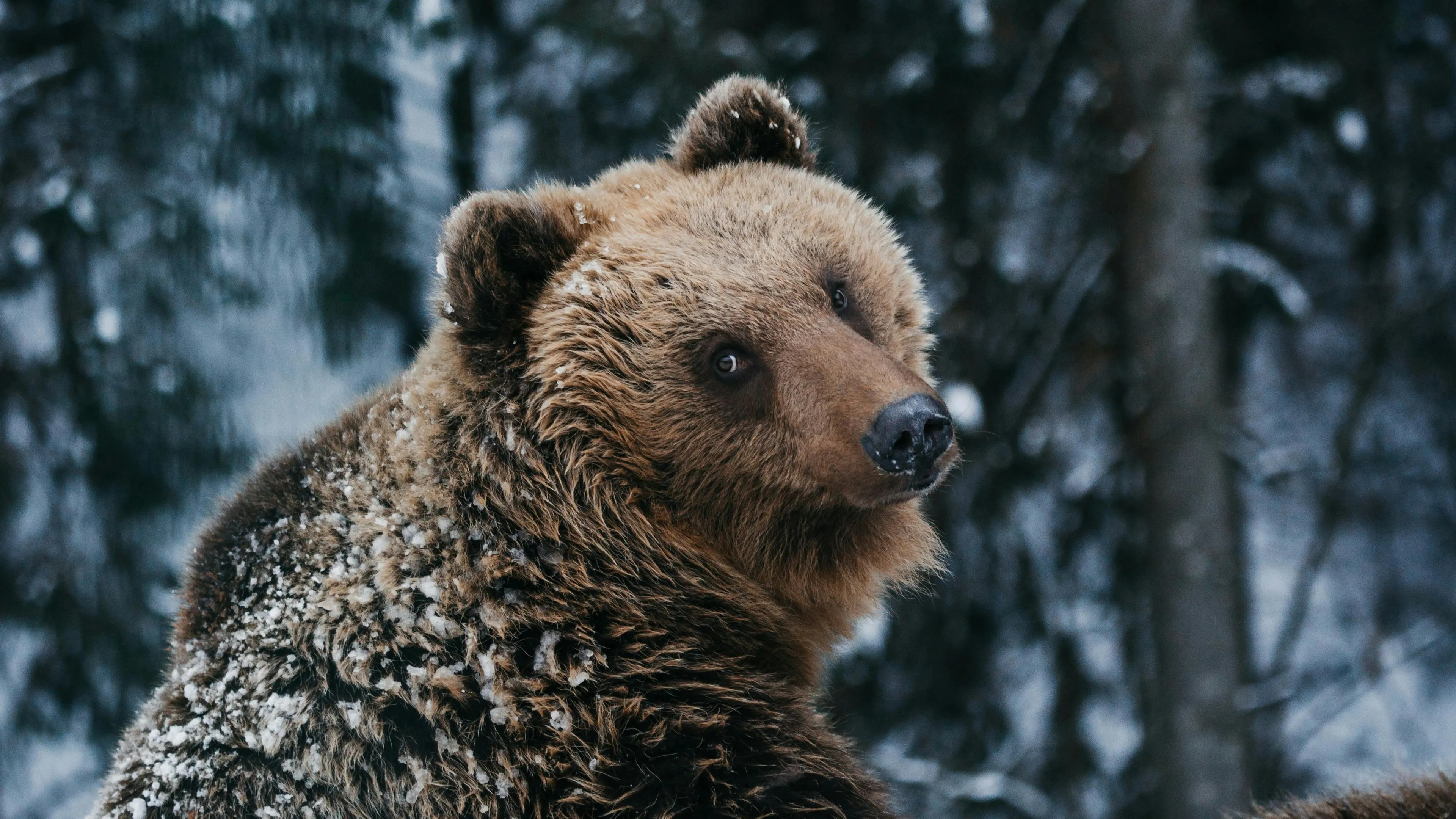 Brown bear in snowy forest illustrating hibernation, the long sleep some animals take in winter to conserve energy.