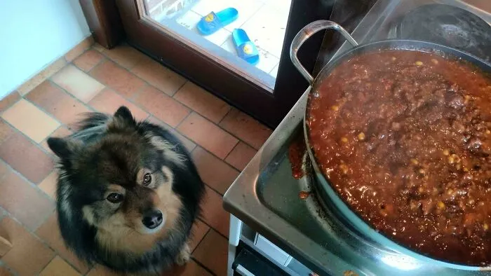A fluffy dog staring longingly at a large pot of chili, contributing to funny unhinged dog pictures.