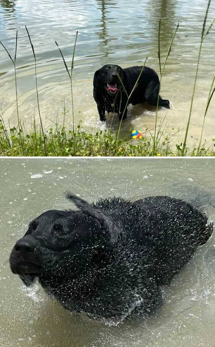 Took My Dog Swimming Look How Happy He Is