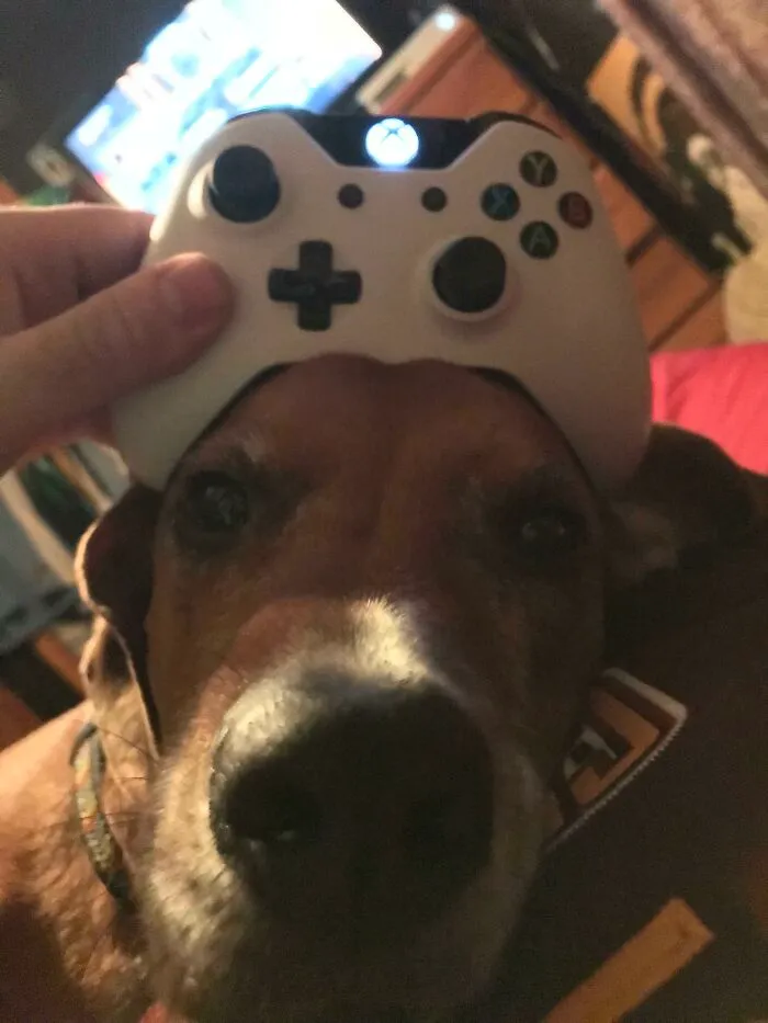 33 Times People Observed Strange Displays Of Intelligence That Totally Caught Them Off Guard