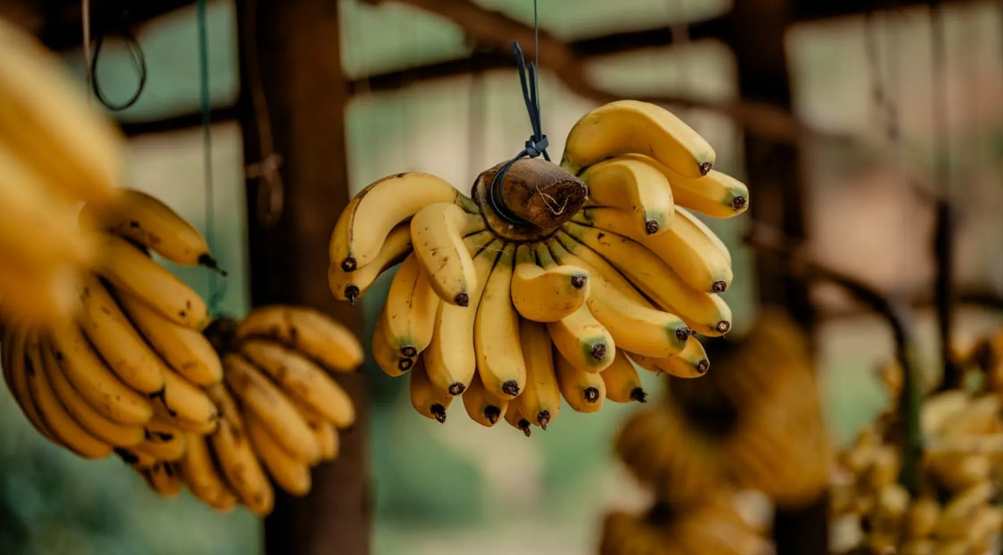 Hanging bunches of ripe bananas displayed in a market.