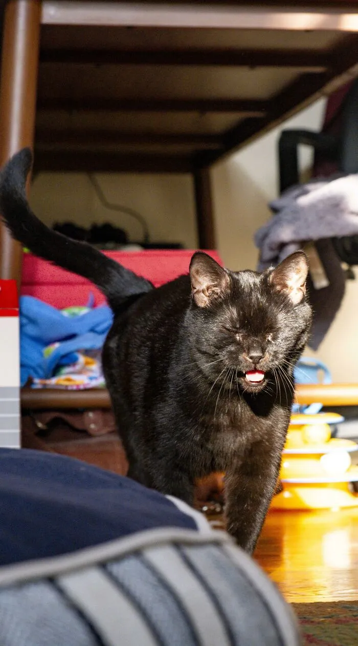 Black cat with eyes closed meowing under furniture indoors
