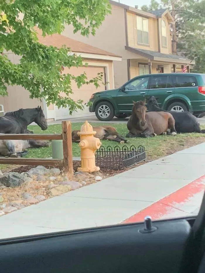 We Have Wild Horses Where I Live