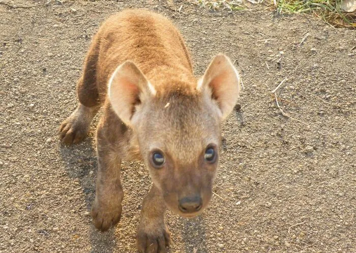Wild Spotted Hyena Cub Sniffing My Car In Kruger National Park