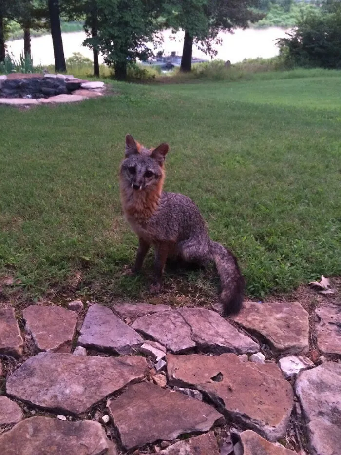 Roxy, Our Gray Fox Finally Posed For A Picture. And Yes, She's Wild