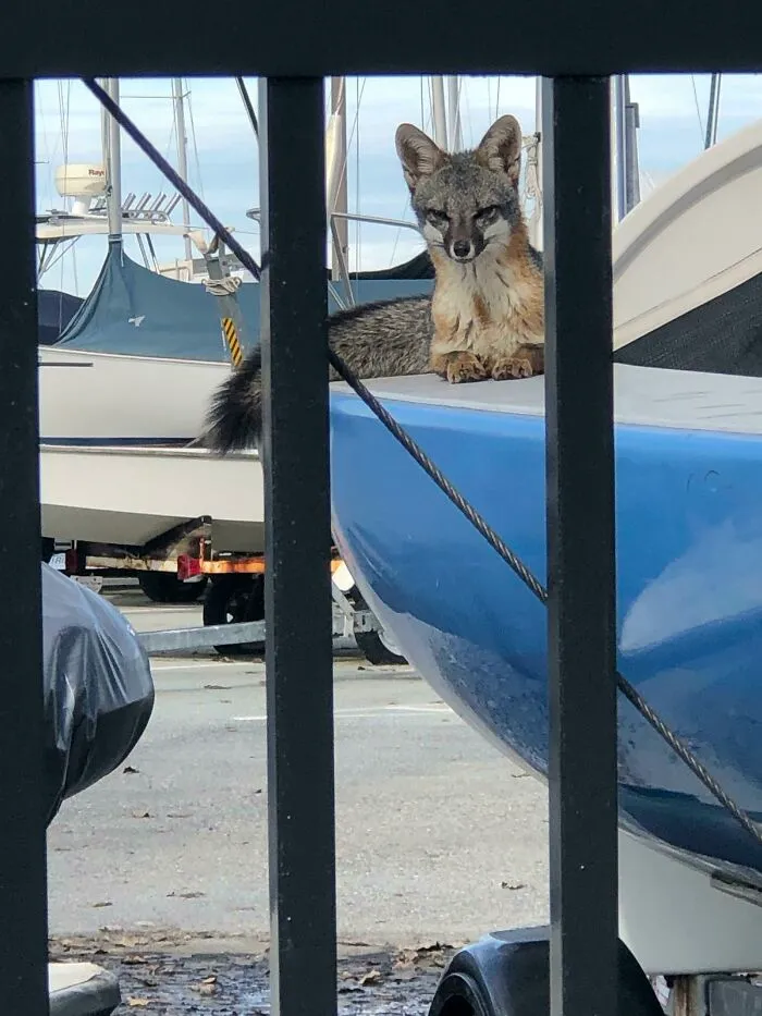 Wild Fox On A Boat Yard