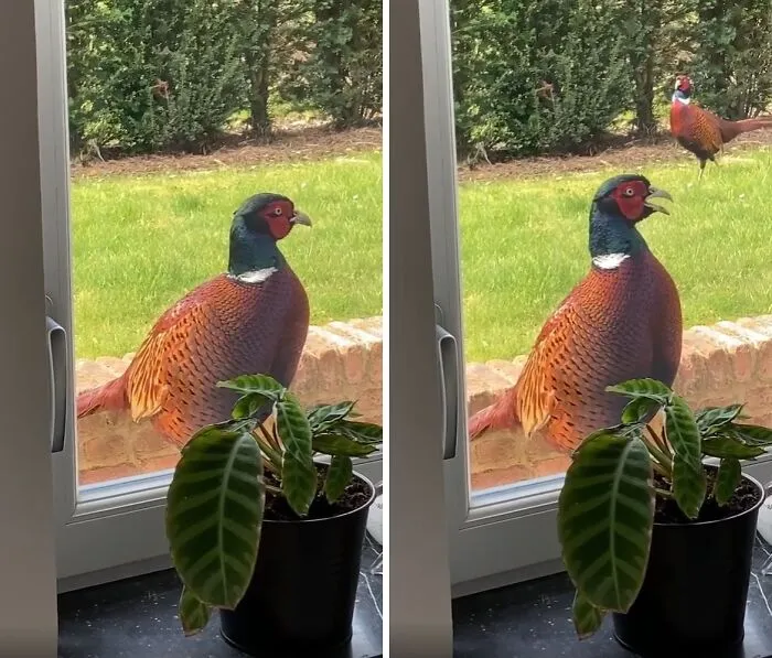 Pheasant bird close to a window with green grass and bushes outside, a wild and wholesome animal encounter surprise.