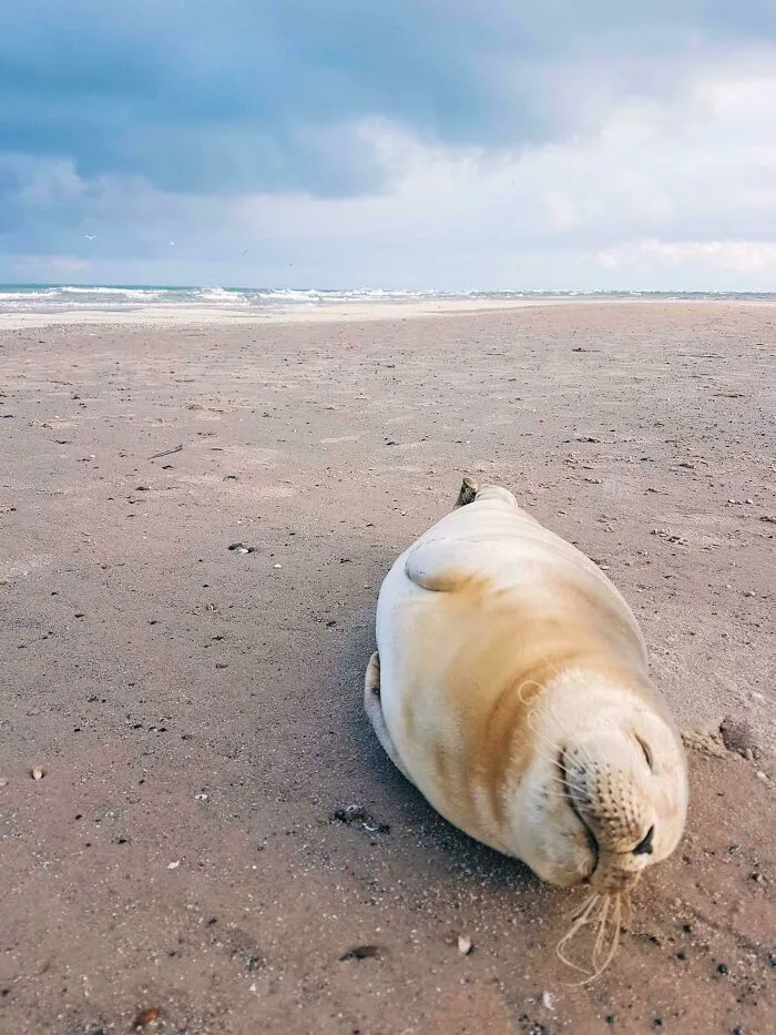 Met This Cutie At The Beach In Denmark