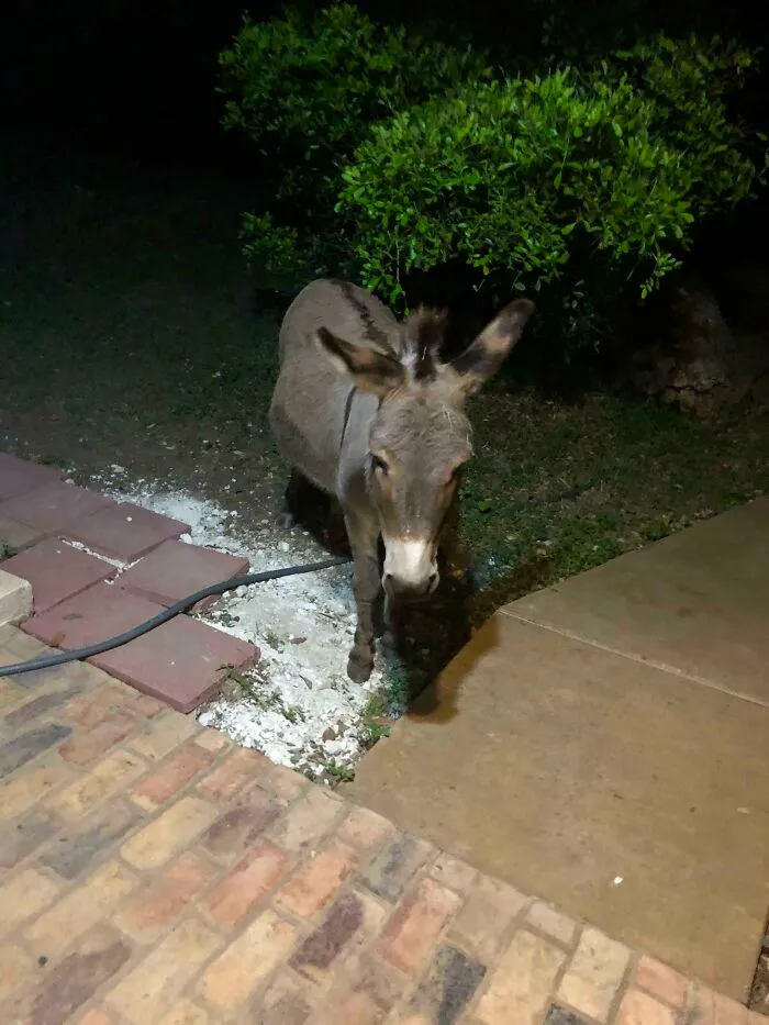 Donkey standing near a patio at night, one of the wild and wholesome animal encounters that surprised people.