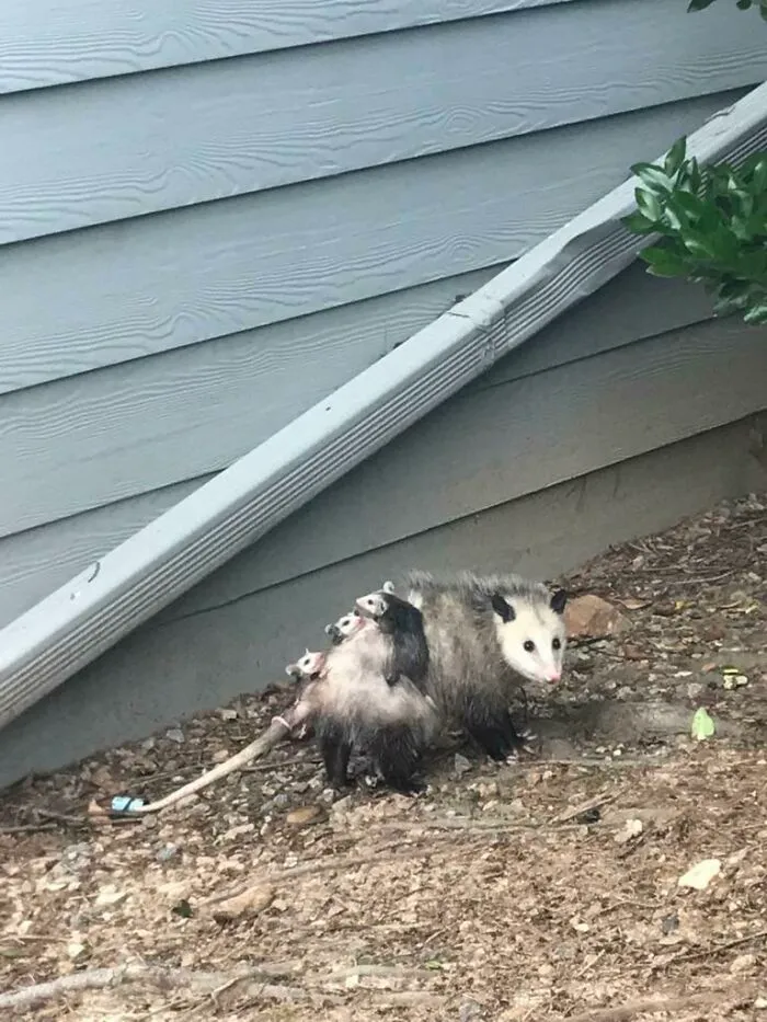 Spotted This Lovely Little Family
