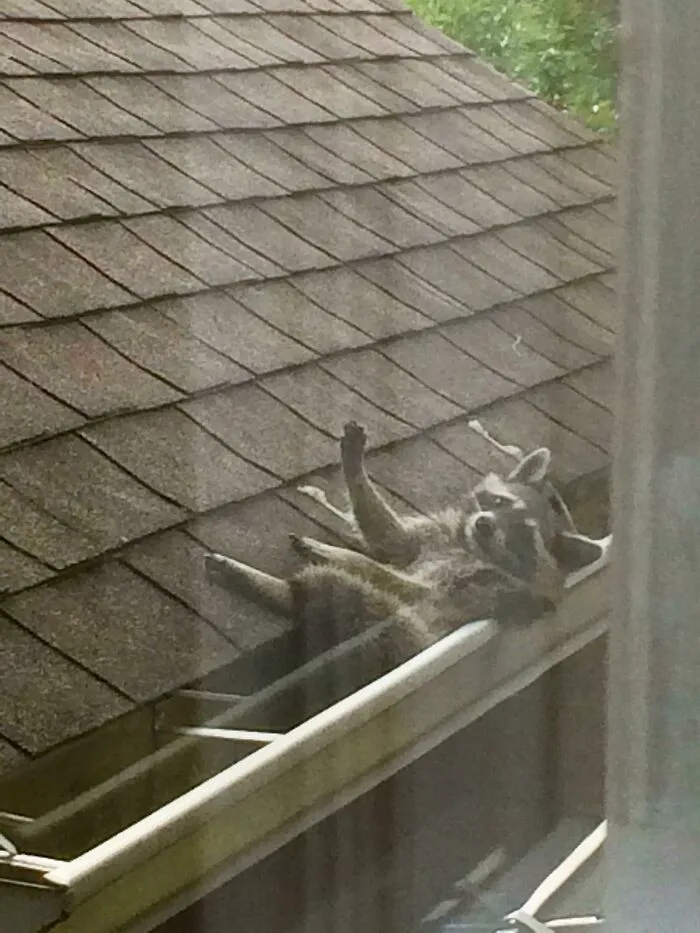 Raccoon relaxing in a roof gutter, a wild and wholesome animal encounter that surprised people.