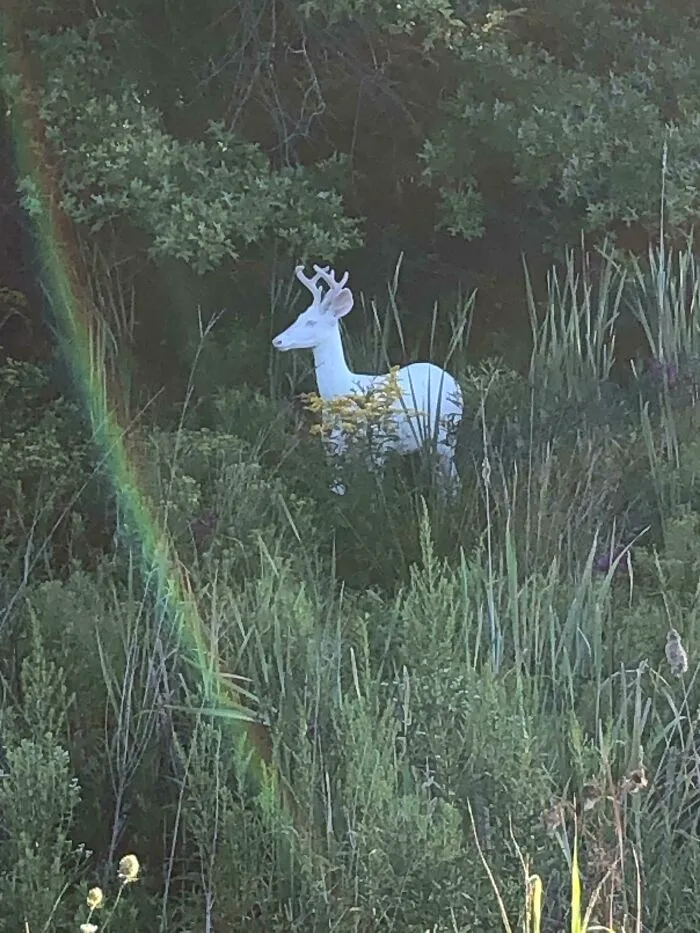 White deer standing in tall grass with a rainbow nearby, a wild and wholesome animal encounter in nature.