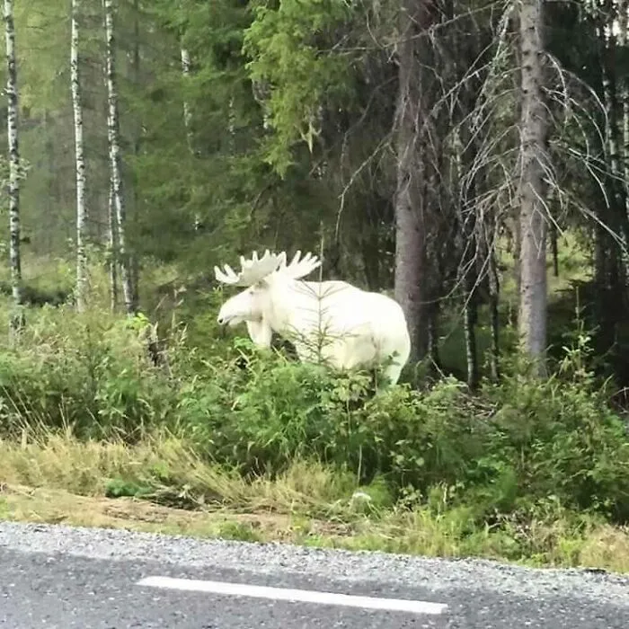 A Rare Albino Moose Spot In The Wild