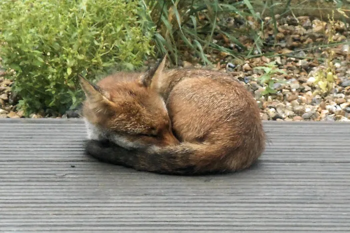 Wild Fox Spotted Feeling Sleepy In My Garden
