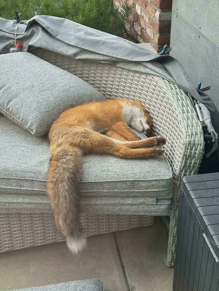 A Wild Fox Has Been Habitually Sleeping On A Patio Sofa
