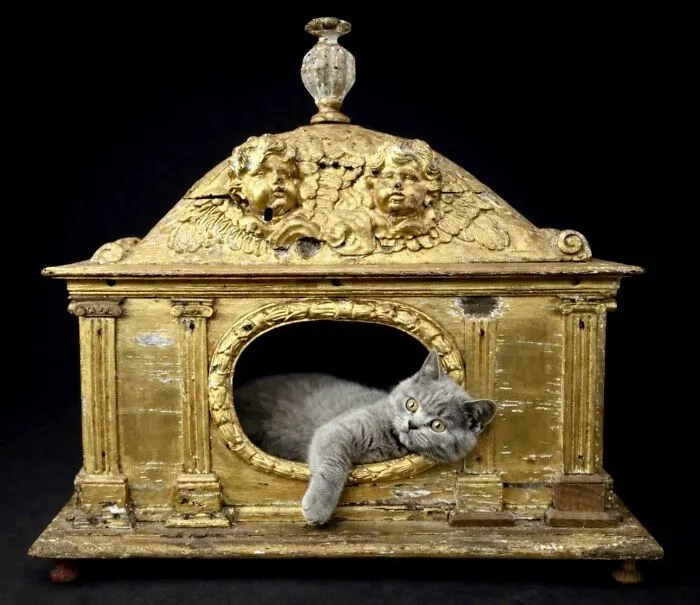 Grey cat lounging inside an ornate 18th-century gilded wooden cat house, among unique historical finds