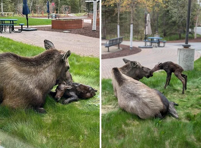 Mama Moose Strolls Up To Alaska Regional Hospital And Gives Birth