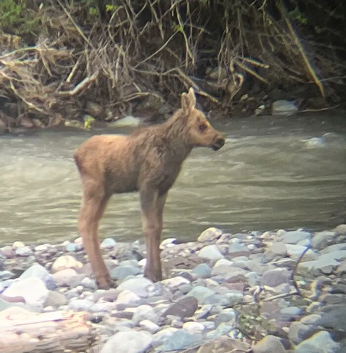 Young moose calf standing on rocky shore by river during a wild and wholesome animal encounter in nature.