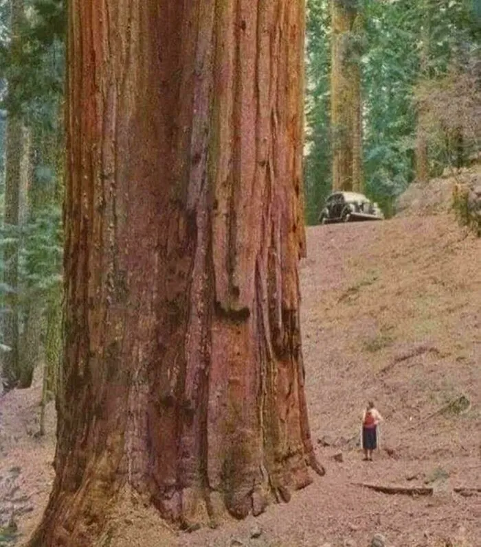 A person stands at the base of a massive redwood tree, a stunning image among historical photos.